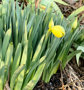 The first daffodils