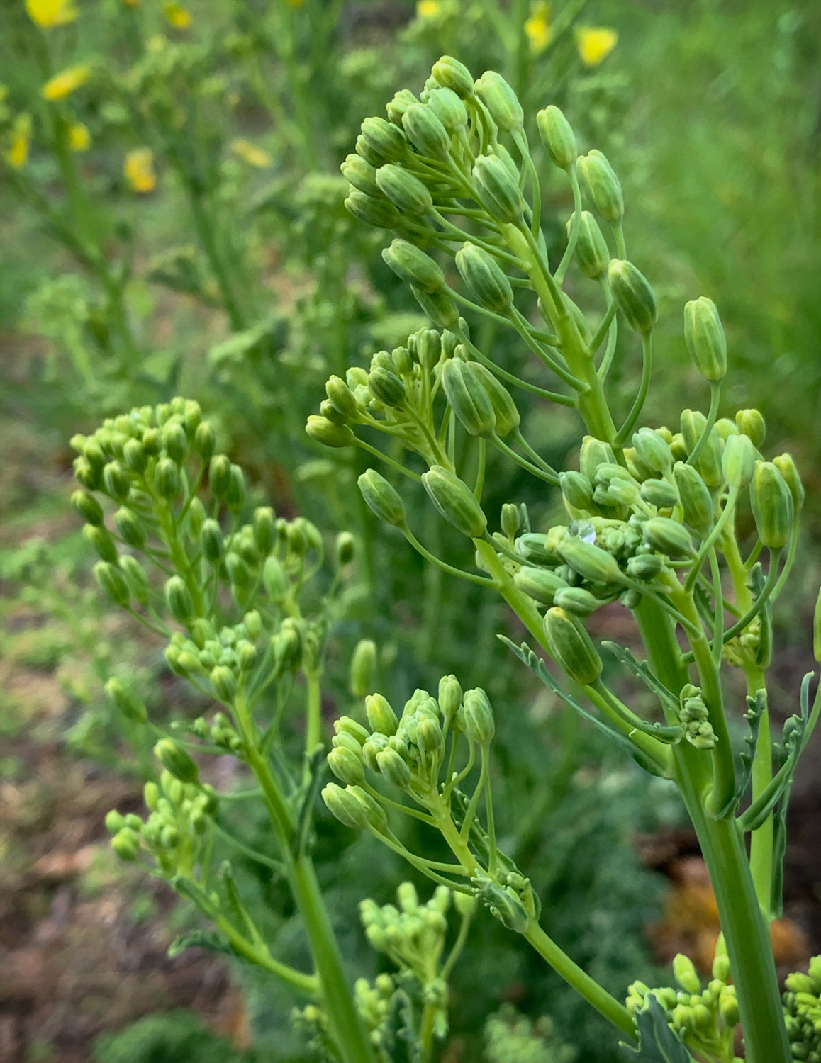 Kale buds