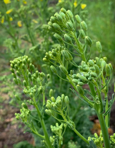 Brassica buds