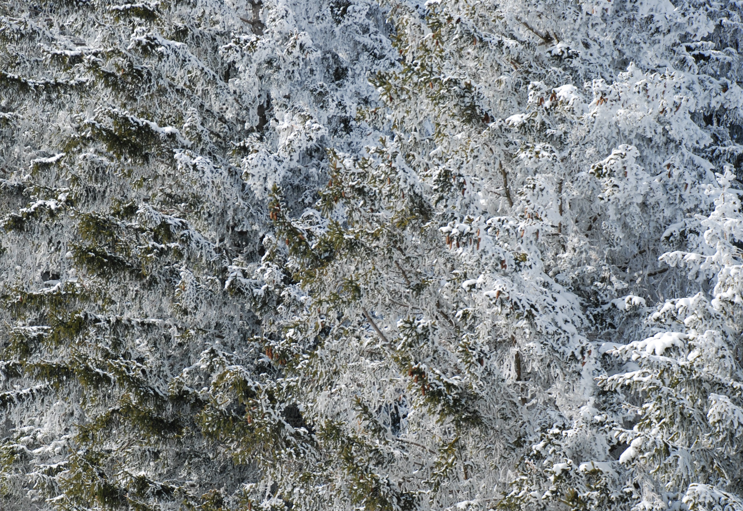 Snow on trees