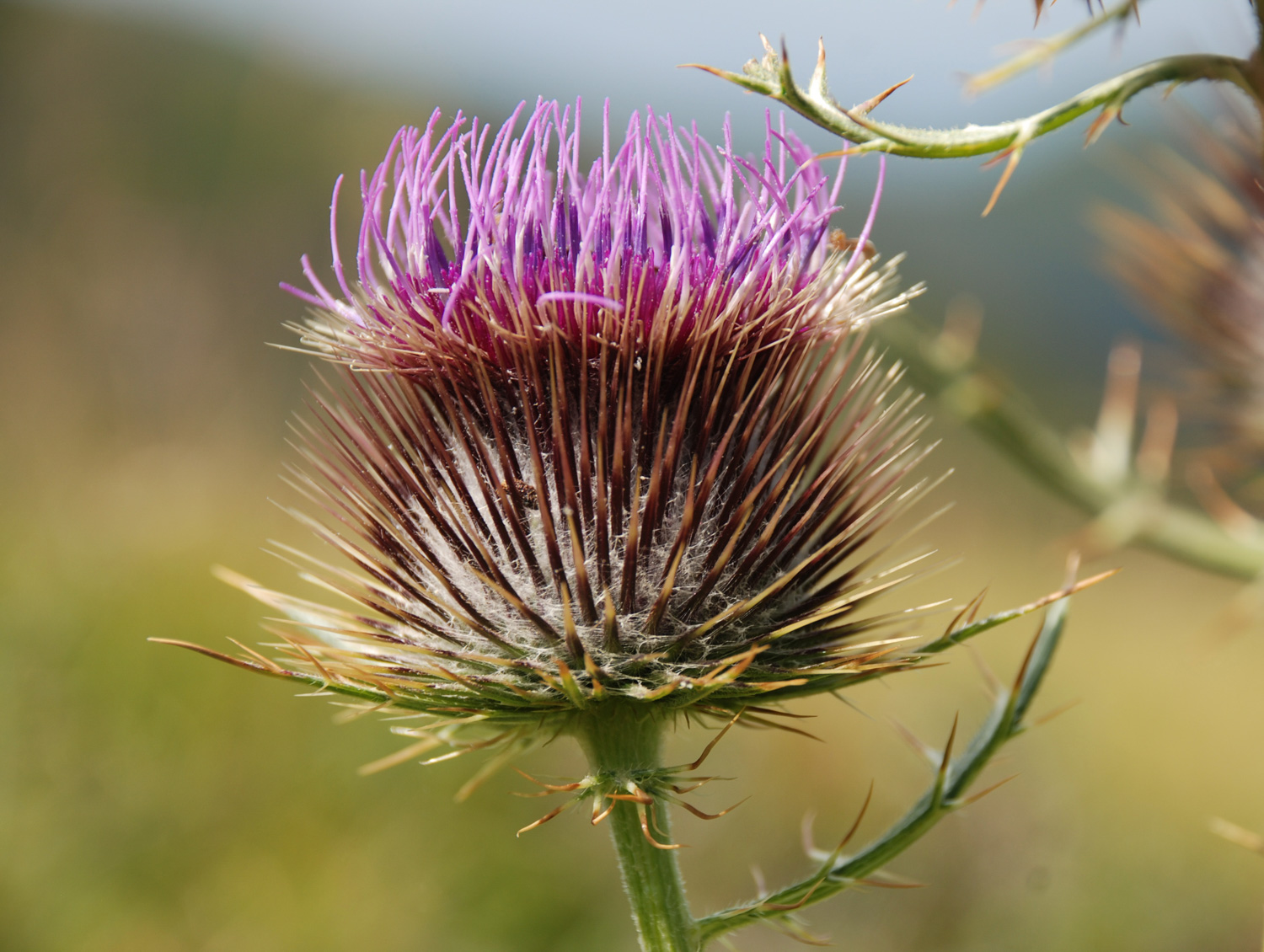 thistle